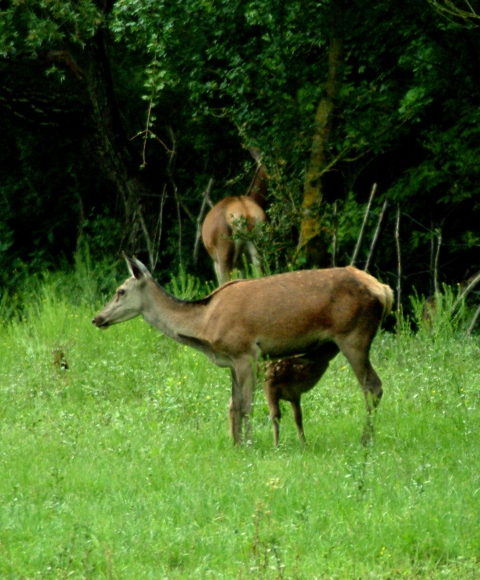 Tenerezze di mamma cervo